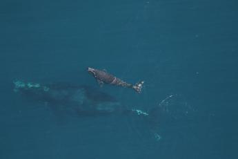 The North Atlantic right whale Juno, with her latest calf, as seen on Dec. 9 near Amelia Island. Biologists believe a ship propeller struck the calf in the following days before anglers spotted it Jan. 6.