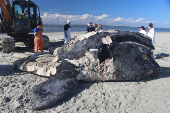 The carcass of the calf of Pilgrim, right whale No. 4340, undergoing a necropsy on Tybee Island. Biologists discovered evidence of blunt-force trauma and skull fractures indicative of a vessel strike.