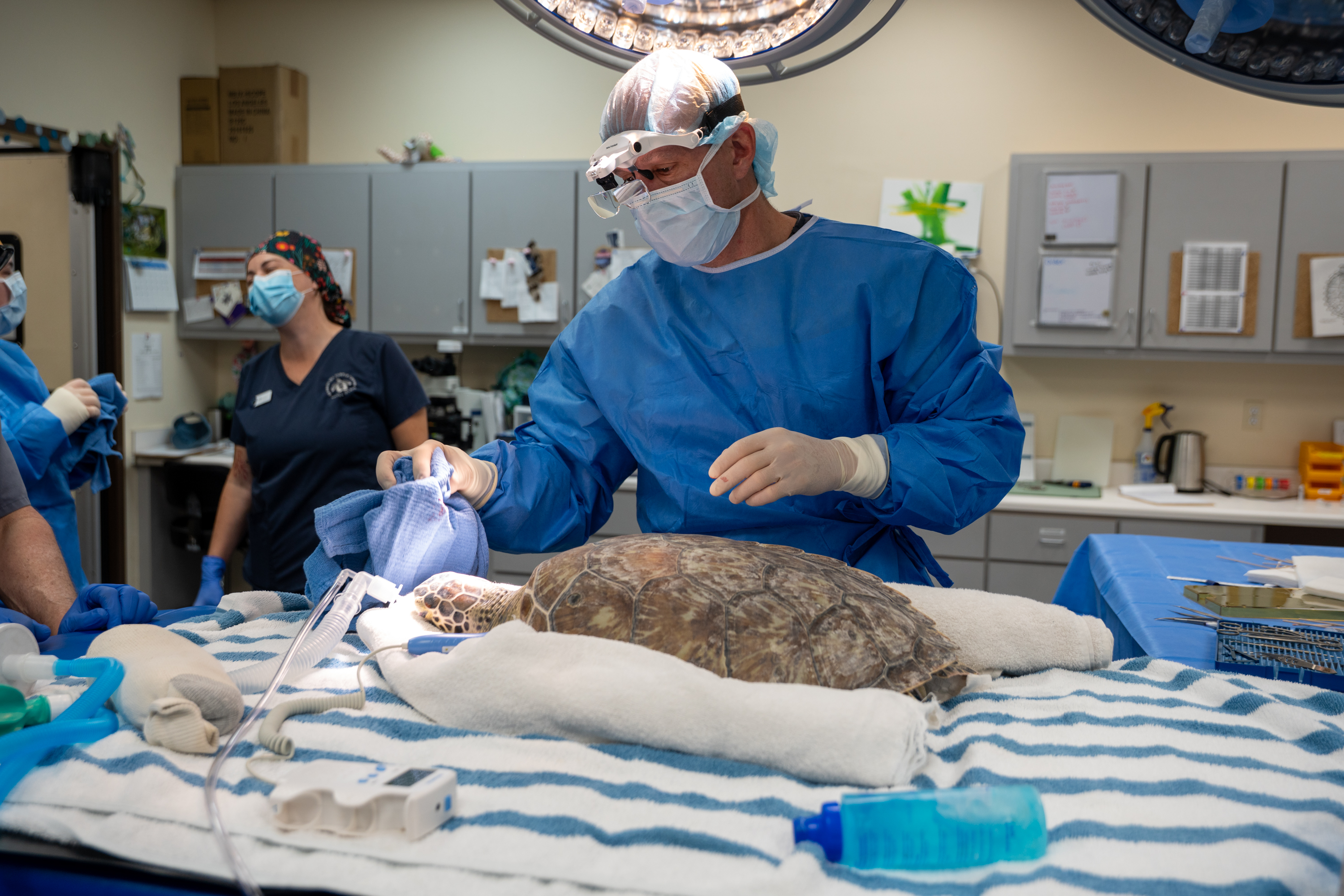 Coastal Vision Center’s Dr. Russell Stackhouse removes tumors from rescue sea turtle Paloma’s eyes Tuesday during a surgery. (Jekyll Island Authority photo)