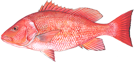 Red snapper