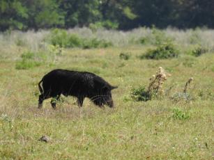 A wild hog grazes on grass on Cumberland Island National Seashore.