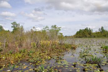 The Okefenokee Swamp earned World Heritage site status, which should bring more international attention on the refuge.