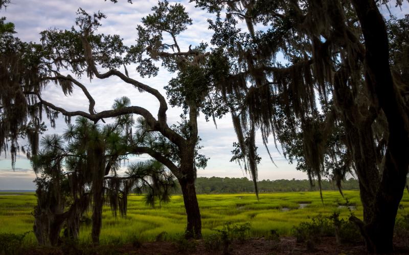 Cabin Bluff | The Nature Conservancy