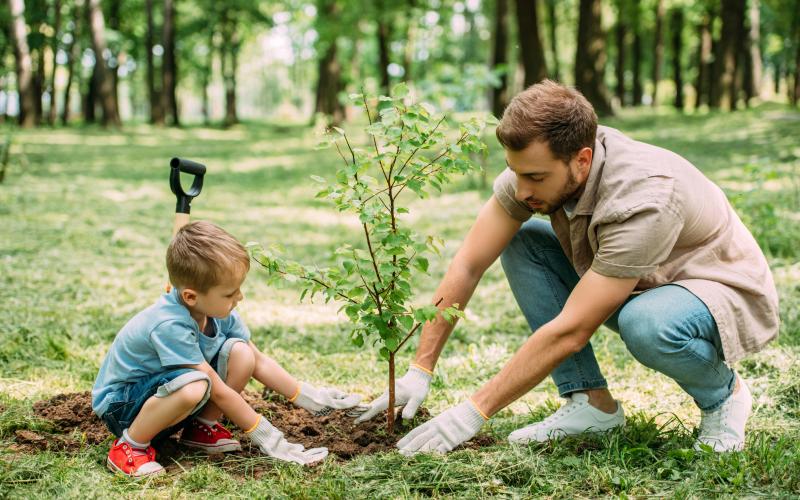 Community leaders in St. Marys envision a grove of trees and park to remember those impacted by COVID-19. (illustrative photo)
