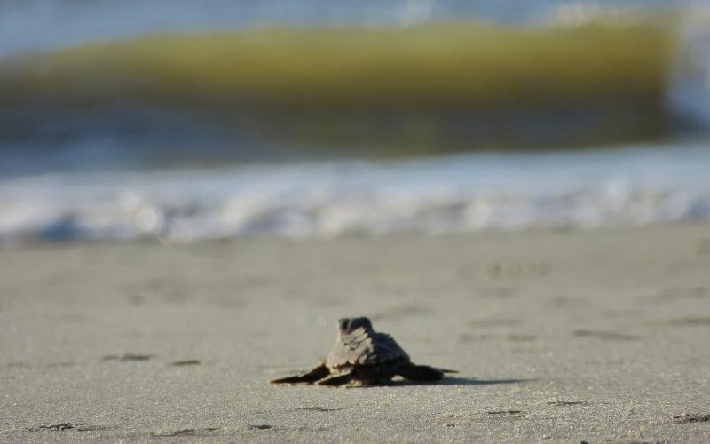 A loggerhead sea turtle hatchling on Blackbeard Island scoots toward the ocean. Photo by Becky Skiba/U.S. Fish and Wildlife Service