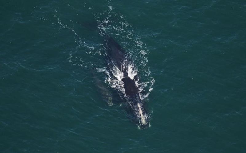 The season’s fifth mother-calf pair (27-year-old “Smoke” and her baby) make their way toward Florida.