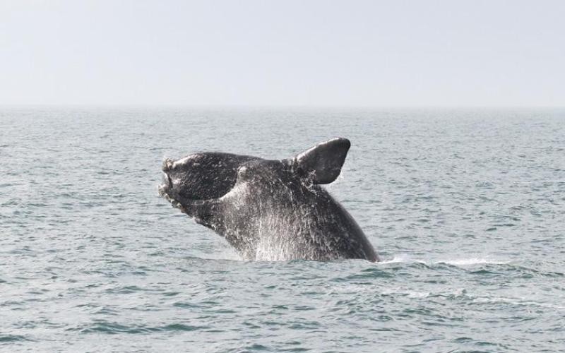As technology advances and right whale populations decline, scientists like Catherine Edwards are focusing more and more on how to use technology to help the right whales survive.
