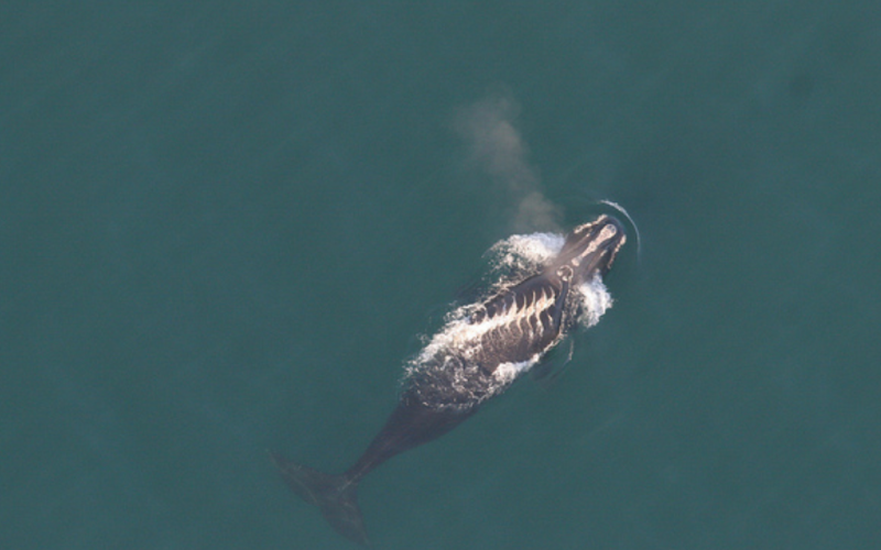 A federal agency is proposing lowering Atlantic coastal speed limits for a smaller class of vessels as it aims to reduce the chances of endangered whales being sliced by boat propellers. (Photo provided by National Oceanic and Atmospheric Administration)