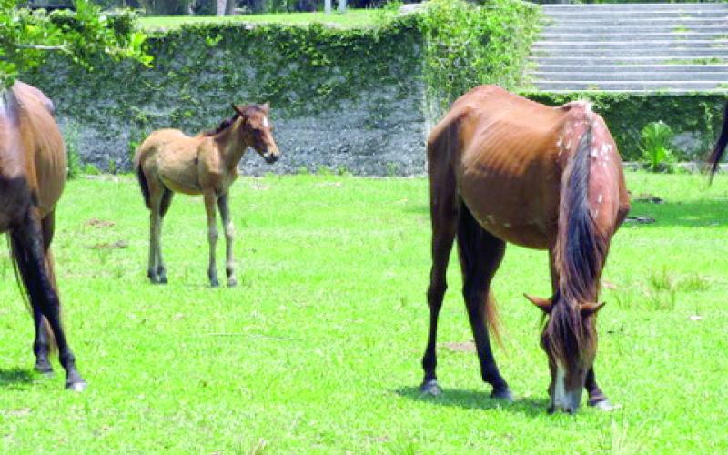 Many of the horses on Cumberland Island flock to the green grasses surrounding the Dungeness Mansion ruins.