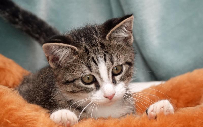 The Humane Society of Camden County opted Friday not to renew its contract with the Camden County Board of Commissioners. (Photo by Humane Society of Camden County)