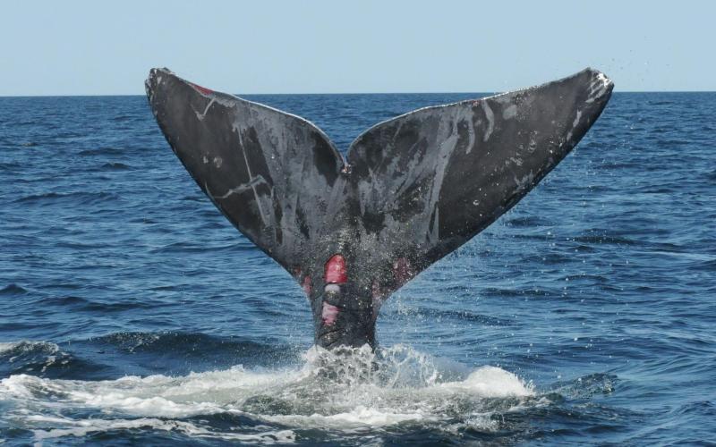 North Atlantic right whale (#4510) shows evidence of sublethal entanglement injuries along its tail fluke. (Submitted photo courtesy of NOAA)
