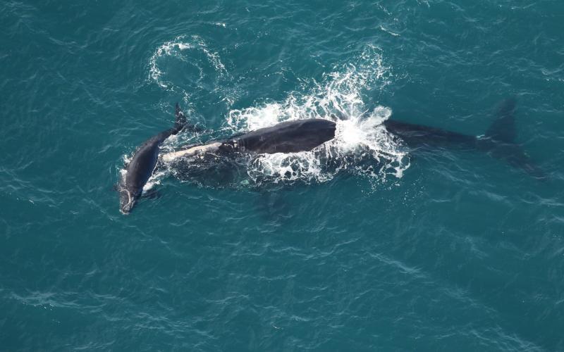 North Atlantic right whale Braces swims with her calf off Nassau Sound on Dec. 23.