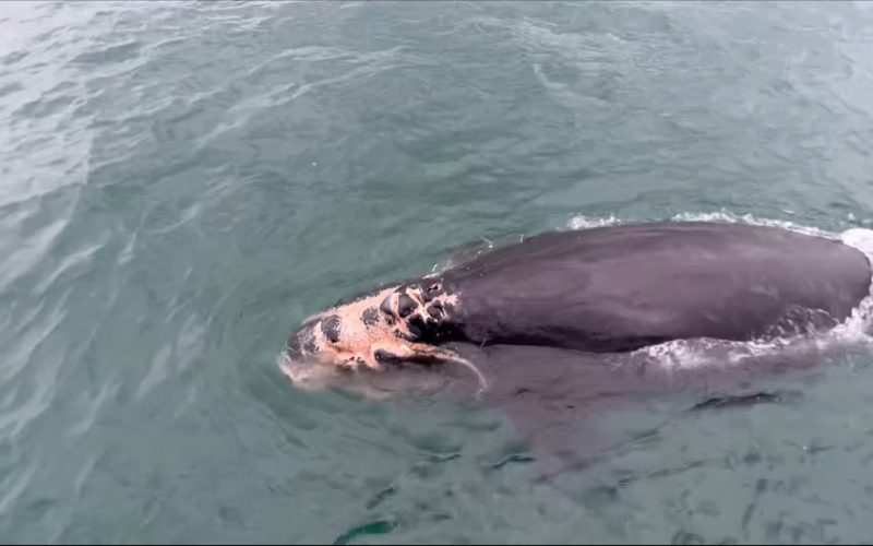 A calf of the right whale Juno suffered what appears to be a propeller strike to the head.  Forever Hooked Charters of South Carolina/NOAA Fisheries