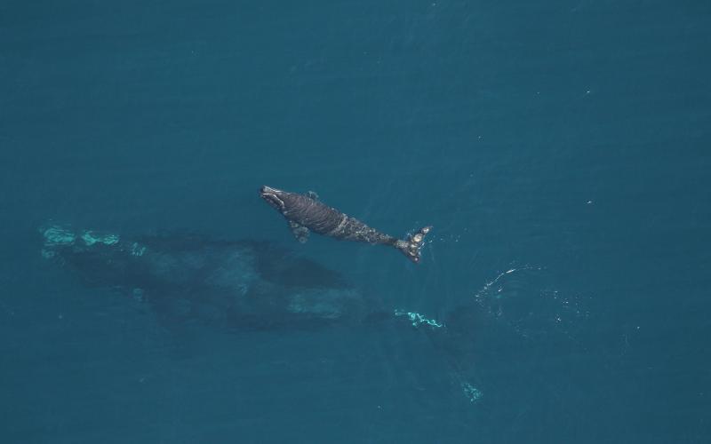 The North Atlantic right whale Juno, with her latest calf, as seen on Dec. 9 near Amelia Island. Biologists believe a ship propeller struck the calf in the following days before anglers spotted it Jan. 6.