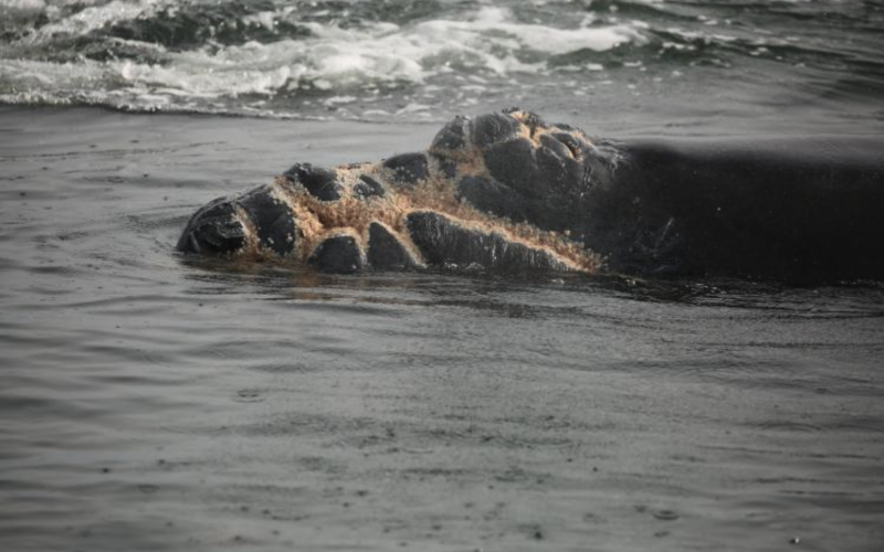 A photo of the calf recently born to North Atlantic right whale Juno shows extensive injuries caused by a vessel propeller.