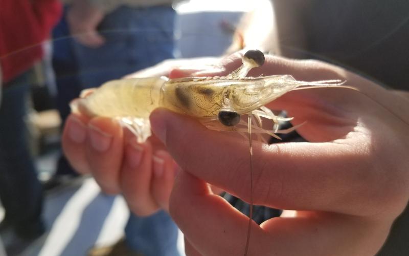 A UGA Marine Extension and UGA Sea Grant staff member holds a shrimp as they discuss issues with the Georgia shrimp fishery.