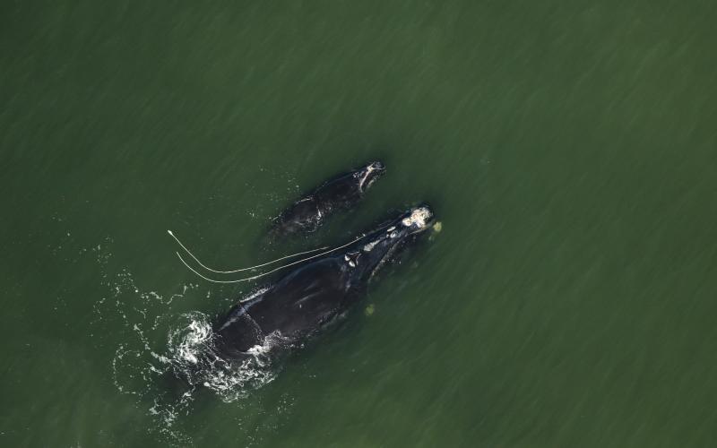 The North Atlantic right whale Snow Cone is entangled in rope as she swims next to her calf in December 2021 off Ponte Vedra Beach, Fla.