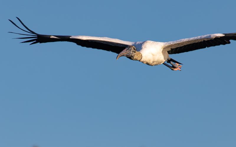 A wood stork in flight.