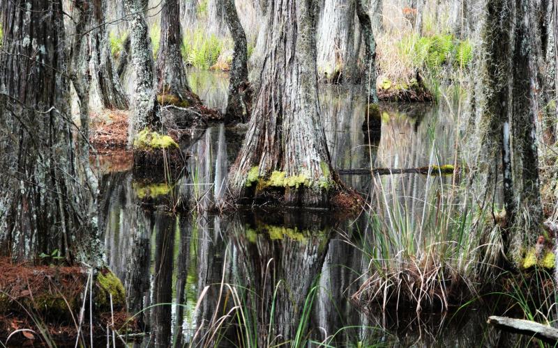 In a recent poll, 68% of voters said it is “very important” to protect the Okefenokee National Wildlife Refuge from pollution and other environmental dangers.