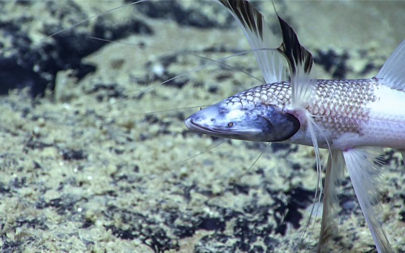 A tripod fish props itself up on the seafloor along the Blake Plateau.