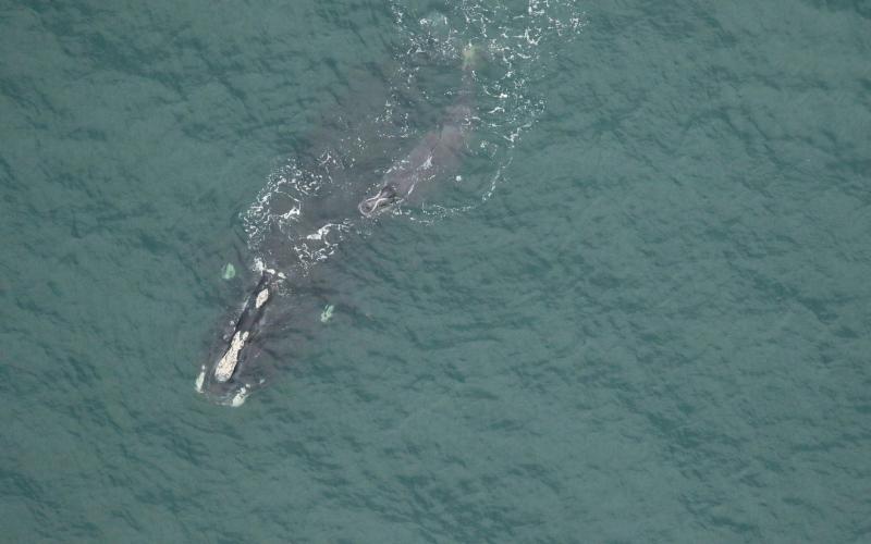 North Atlantic right whale Legato and calf swim off the coast of Jekyll Island on Jan. 11. A new report indicates right whale numbers slowly increased in 2023.