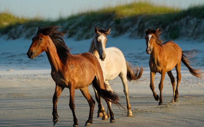 A federal judge recently dismissed a lawsuit on behalf of Cumberland Island horses. (Jay Smith | Special to the Tribune &amp; Georgian)