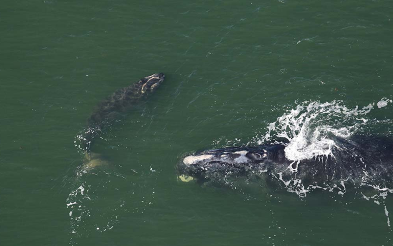 Right whale Nauset, Catalog No. 2413, and calf, sighted on Dec. 1, approximately 4.9 nautical miles off Sapelo Island.