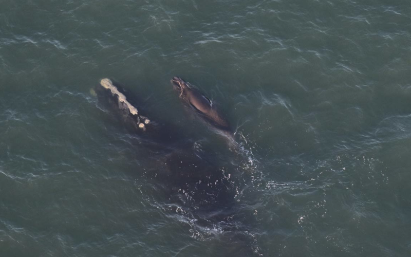 The third North Atlantic right whale calf born of the 2024-2025 season swims off the coast of Virginia next to its mother, whale No. 4540.