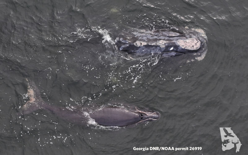 North Atlantic right whale Minus One, No. 2430 in the North Atlantic Right Whale Catalog, is seen with her calf Monday off the coast of Amelia Island in Florida.