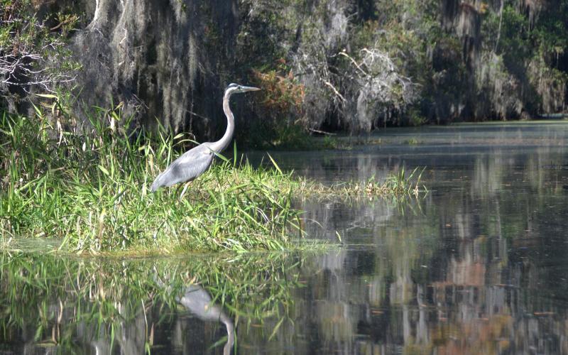 A great blue heron stands by the Canal Run Trail in the Okefenokee National Wildlife Refuge.