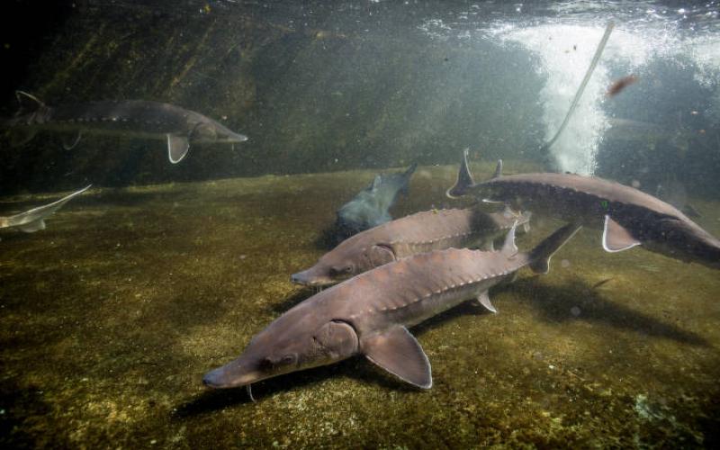 All sturgeon species, including the Atlantic sturgeon pictured, have prominent bony, diamond-shaped scales, called scutes, along the length of their body. Scutes help protect the sturgeon from predators.