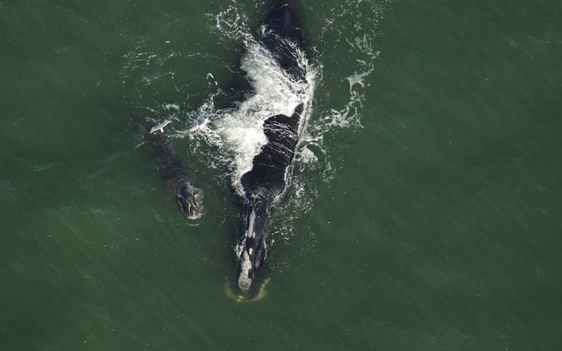 North Atlantic right whale Blackheart and her calf swim 1.5 nautical miles off the coast of South Ponte Vedra, Fla.