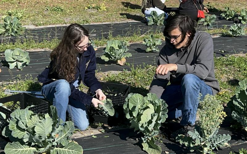 Camden County High School Future Farmers of America students Kaitlyn Cooler, left, and Reid Pelowski harvest collard greens as part of the school’s program providing vegetables to the Camden County School Nutrition Program.