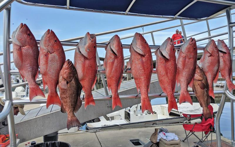 Red snapper and red grouper caught during a 2019 charter fishing voyage near St. Augustine, Fla.