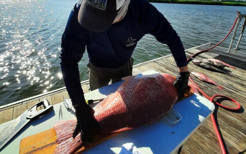 A Georgia Coastal Resources Division biologist prepares a red snapper for a tissue sample. Georgia Department of Natural Resources