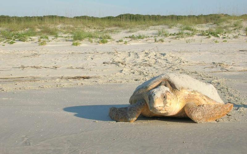 A loggerhead sea turtle maneuvers back toward the ocean on Cumberland Island.