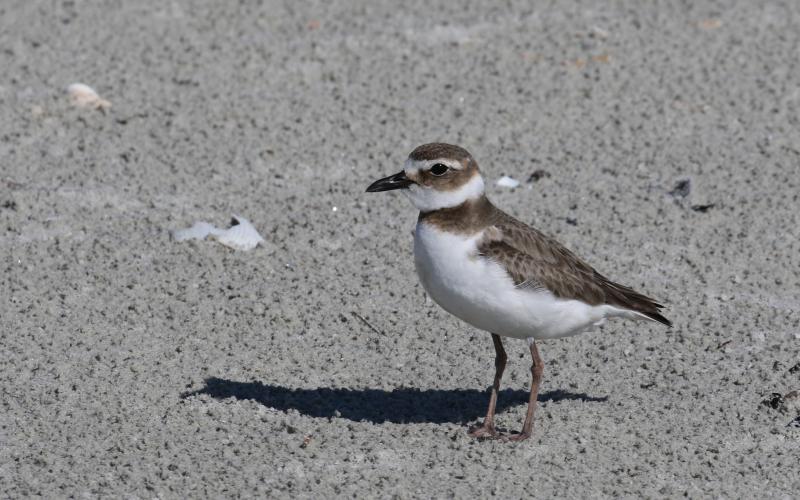 Tim Keyser | Georgia Department of Natural Resources A Wilson’s plover navigates a nearby beach. The Georgia Department of Natural Resources is seeking special protections for shorebirds and seabirds.