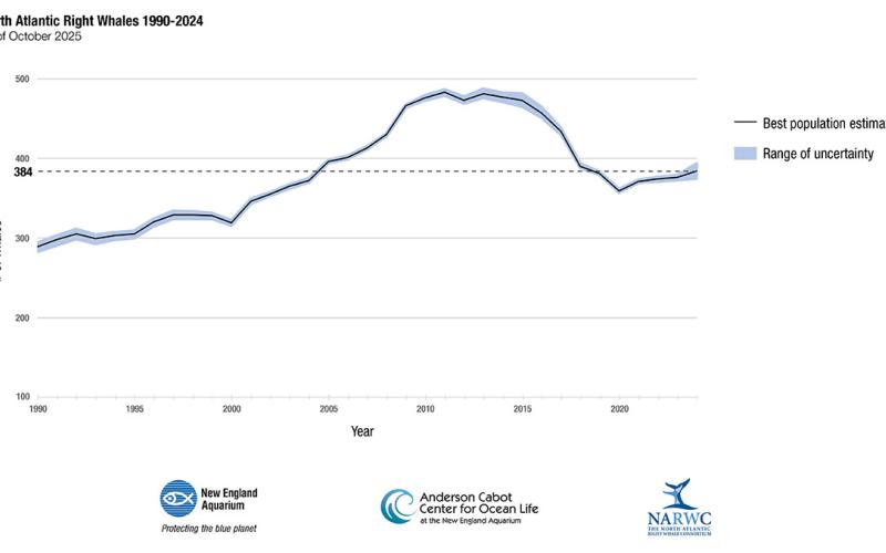 Population of right whale increases for consecutive year