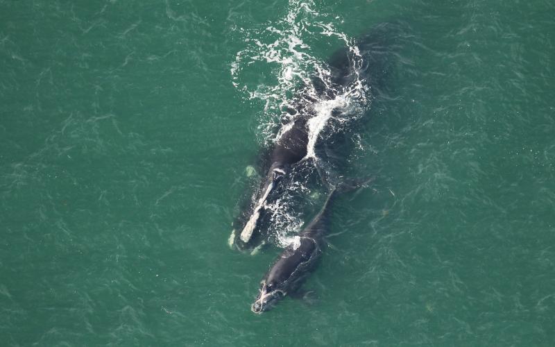 Researchers spotted North Atlantic right whale Swerve and calf approximately 5 nautical miles off the Altamaha Sound in January 2024.