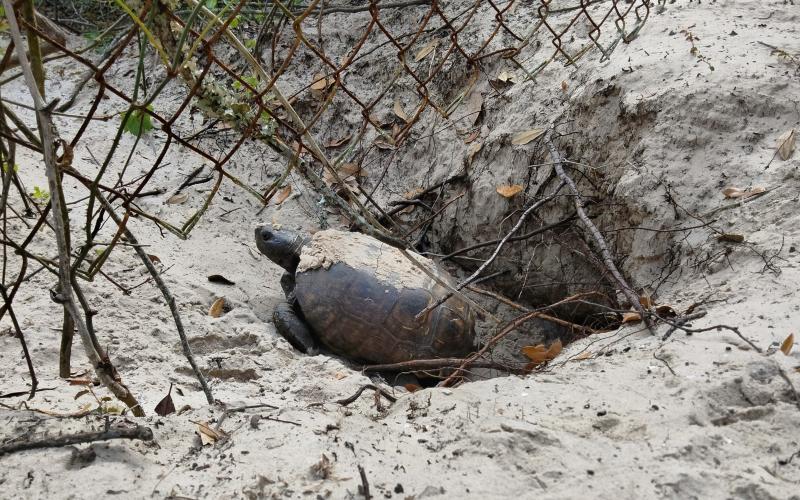 A gopher tortoise stands at the entrance to its burrow.