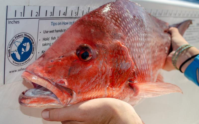 Red snapper debate floats to surface at fishery meeting