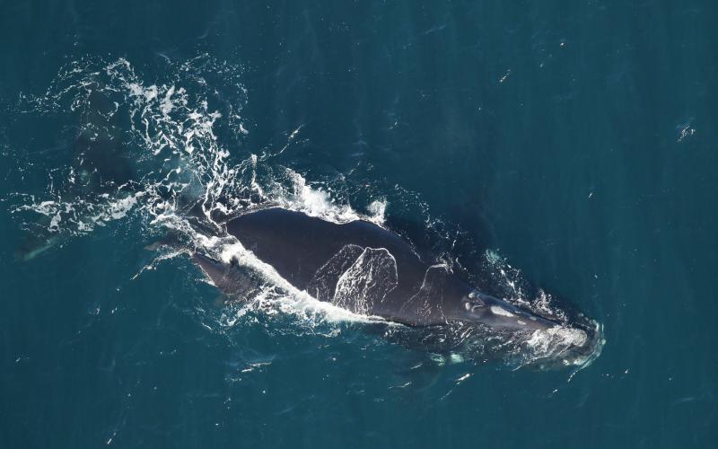 North Atlantic right whale No. 3780 swimming with her calf on Dec. 30, 2023, in waters 25 nautical miles off the mouth of the St. Marys River.