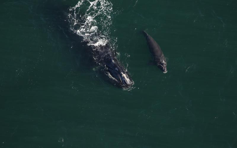 North Atlantic right whale #2503 (Boomerang) and her fifth calf swimming about 9 miles east of the St. Marys River entrance in Florida. Boomerang is the newest calf to be discovered by researchers.