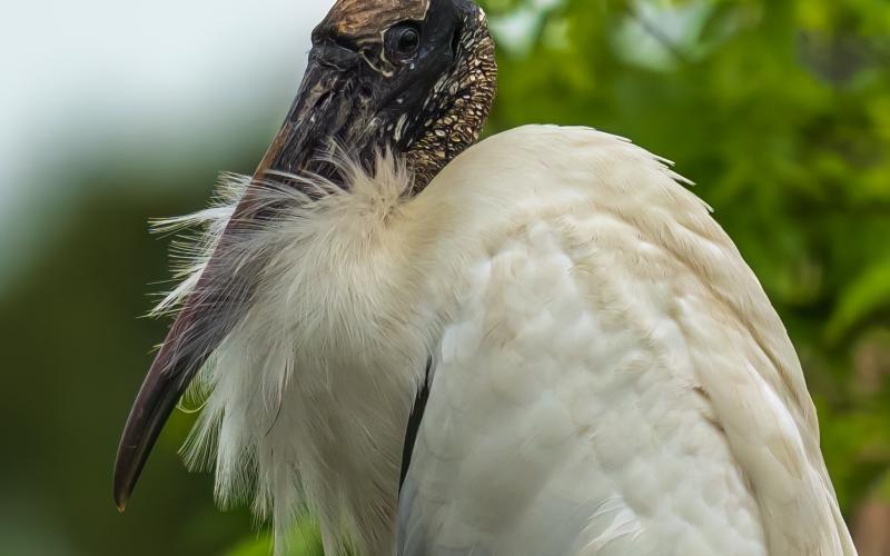 The mascot of the Camden County Audubon Society’s annual festival, the wood stork, is a common sight in coastal Georgia and hundreds of them nest right here in Camden.