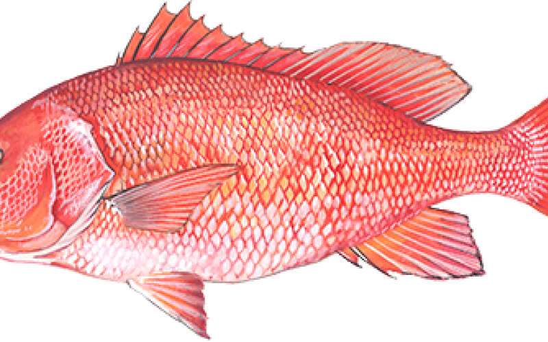 Red snapper