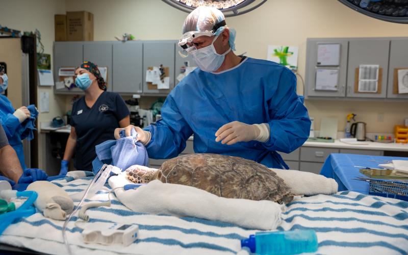 Coastal Vision Center’s Dr. Russell Stackhouse removes tumors from rescue sea turtle Paloma’s eyes Tuesday during a surgery. (Jekyll Island Authority photo)