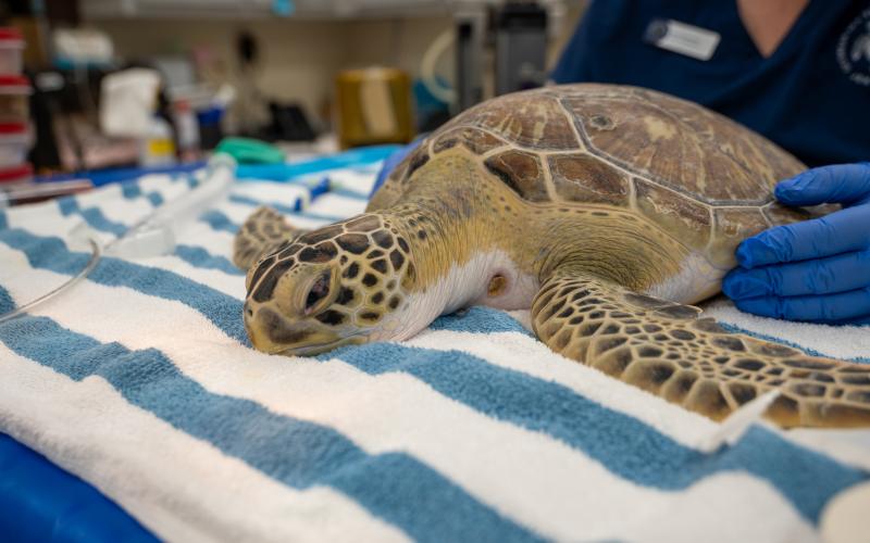 Coastal Vision Center’s Dr. Russell Stackhouse removes tumors from rescue sea turtle Paloma’s eyes Tuesday during a surgery. (Jekyll Island Authority photo)