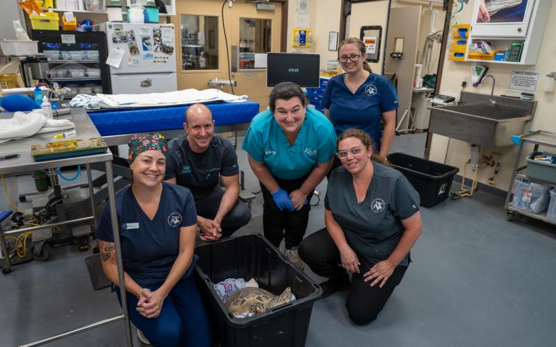 Coastal Vision Center’s Dr. Russell Stackhouse removes tumors from rescue sea turtle Paloma’s eyes Tuesday during a surgery. (Jekyll Island Authority photo)