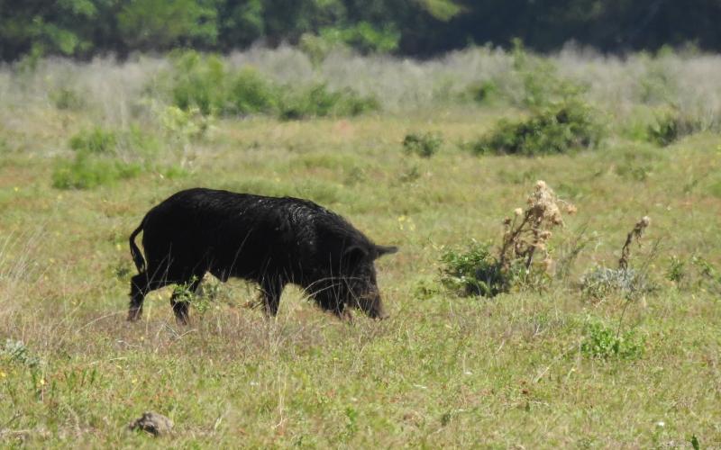 A wild hog grazes on grass on Cumberland Island National Seashore.