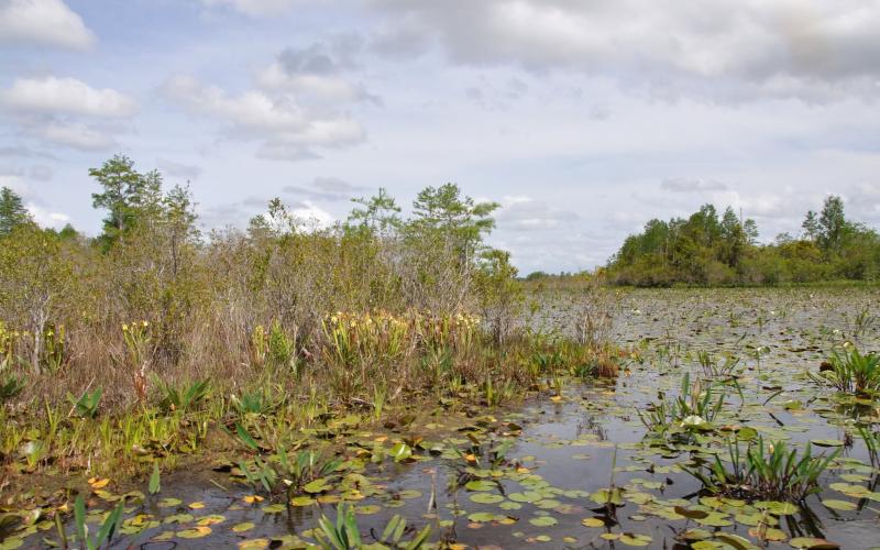 The Okefenokee Swamp earned World Heritage site status, which should bring more international attention on the refuge.